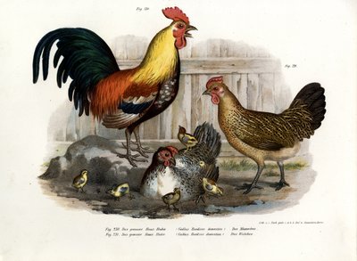 Gallina Doméstica, 1864 de German School